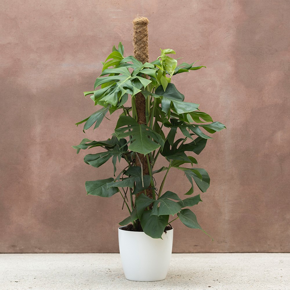 Monstera deliciosa | Houseplant