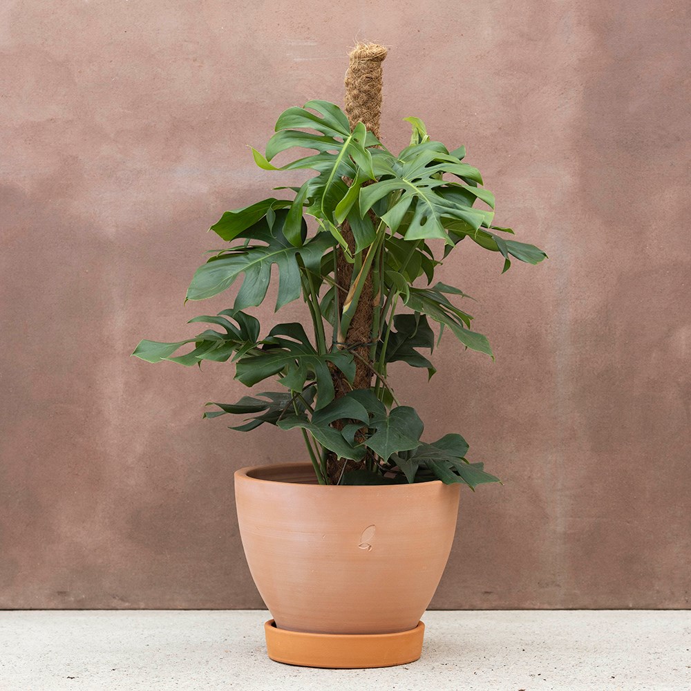 Monstera deliciosa | Houseplant