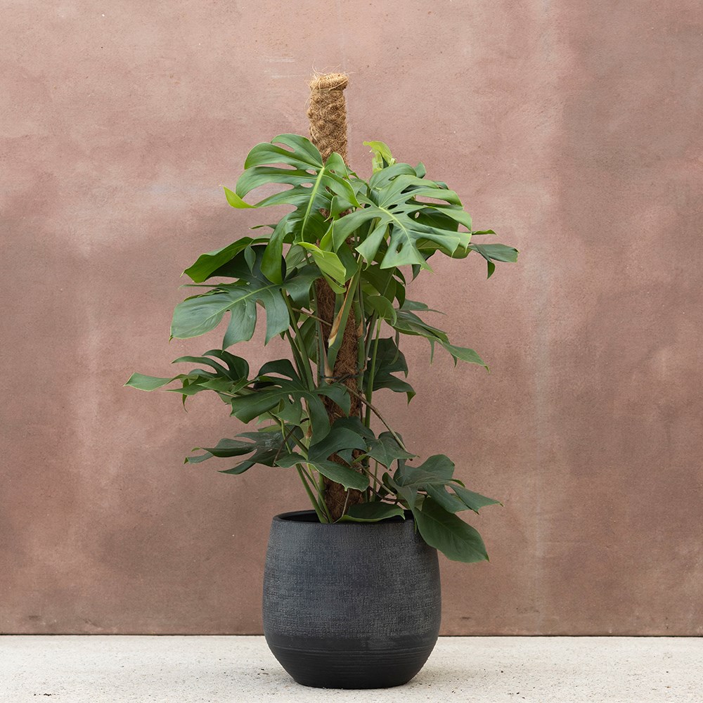 Monstera deliciosa | Houseplant