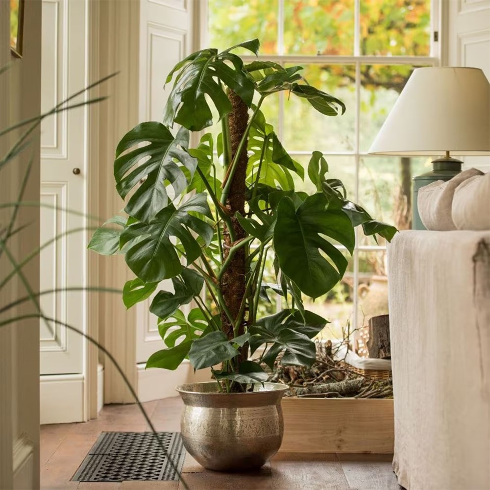 Monstera deliciosa | Houseplant