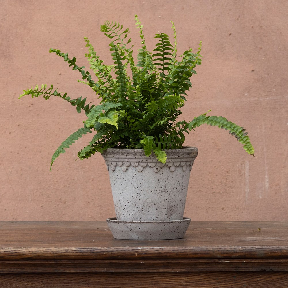 Nephrolepis exaltata | Houseplant