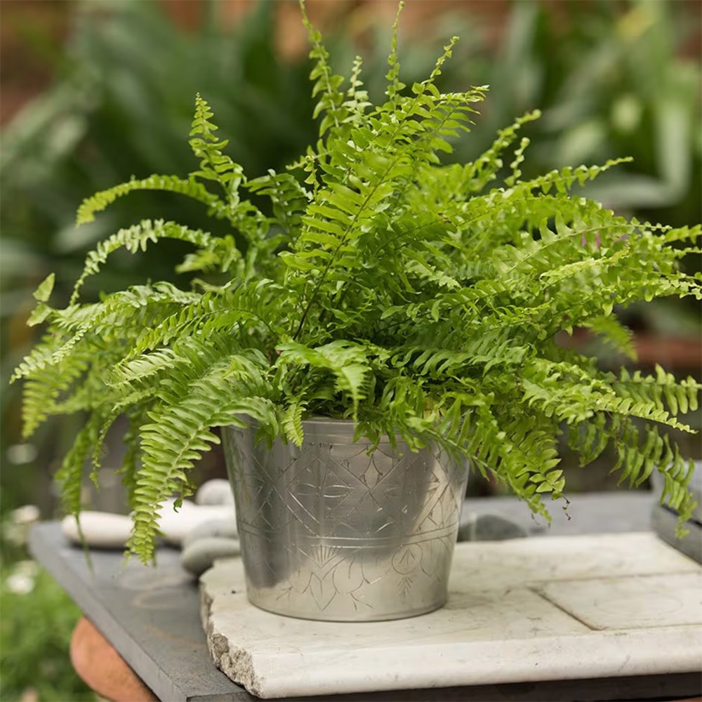 Nephrolepis exaltata | Houseplant