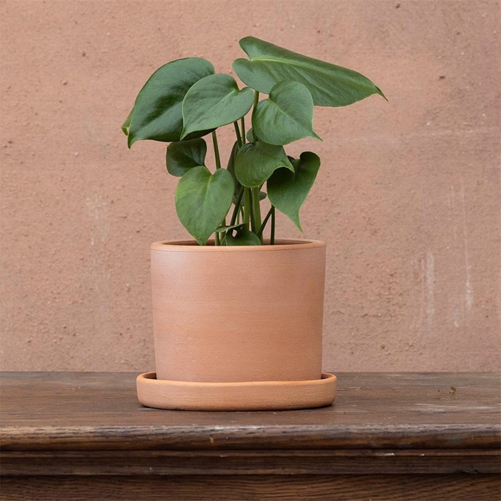 <i>Monstera deliciosa</i> 