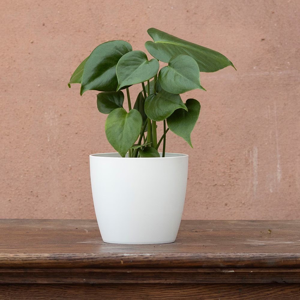 <i>Monstera deliciosa</i> 