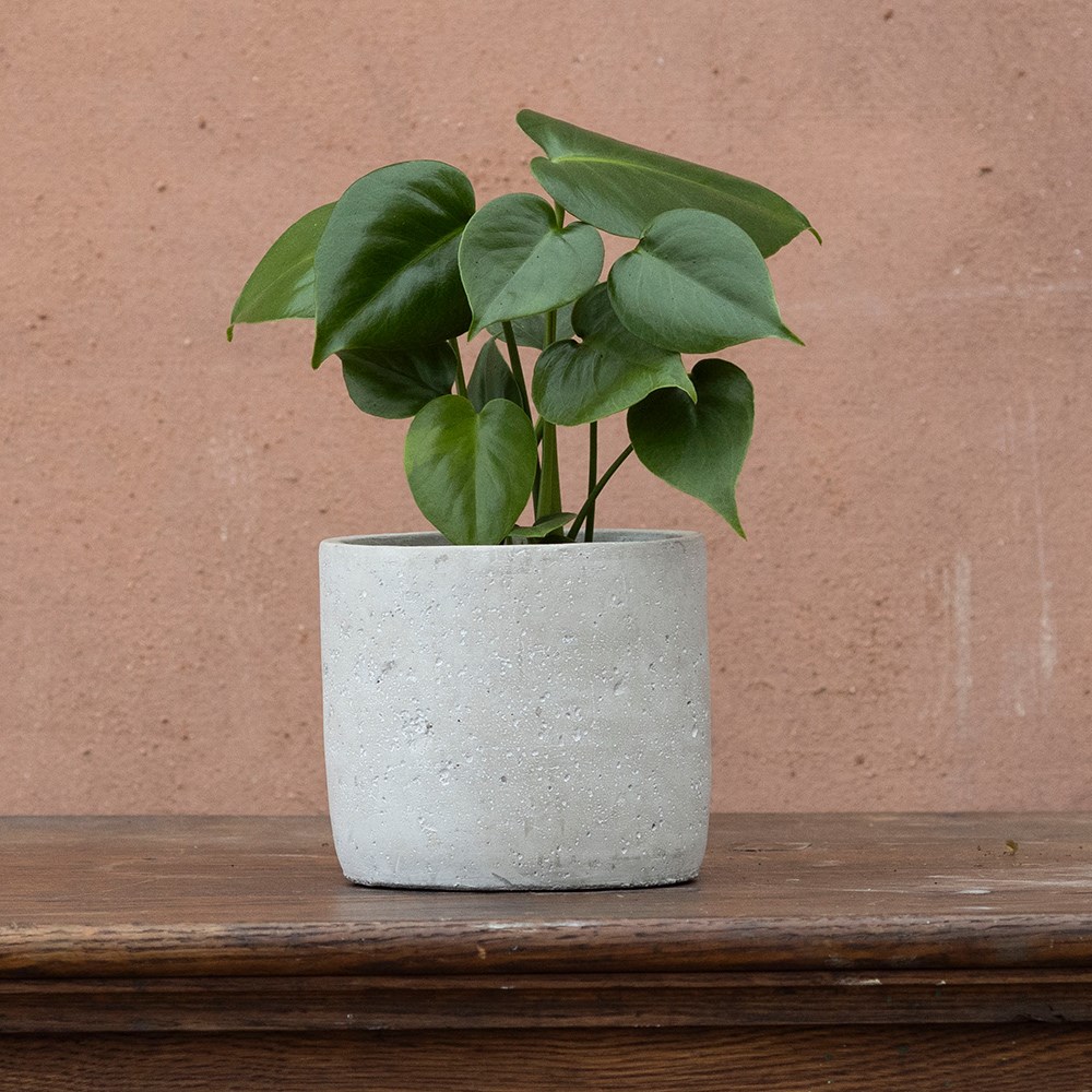 <i>Monstera deliciosa</i> 