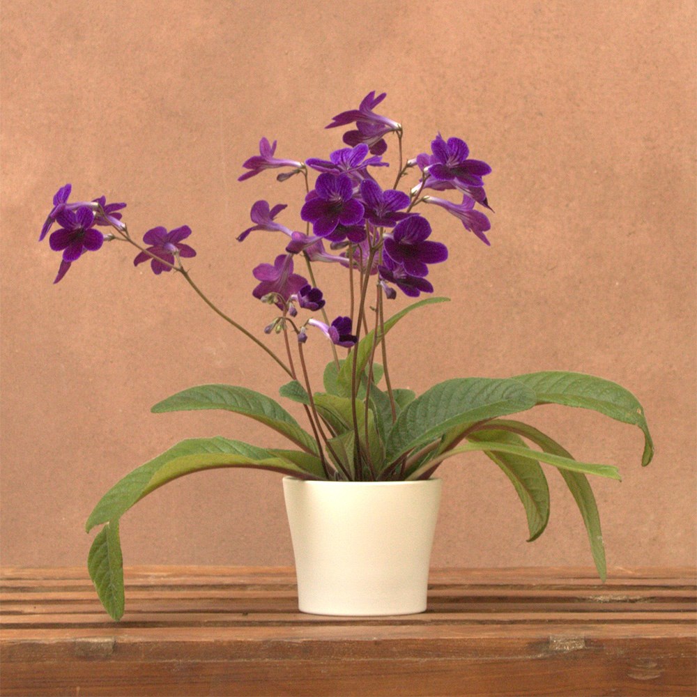 <i>Streptocarpus</i> 'Targa' & ceramic pot cover
