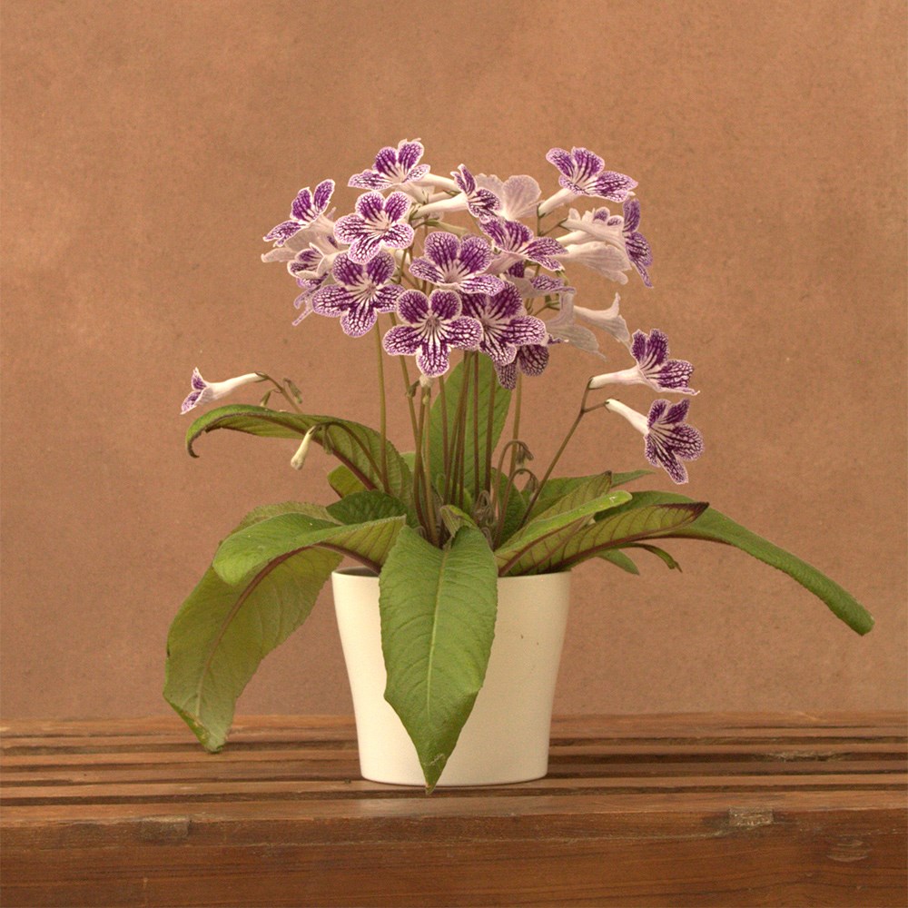 <i>Streptocarpus</i> 'Polka-Dot Purple' & ceramic pot cover