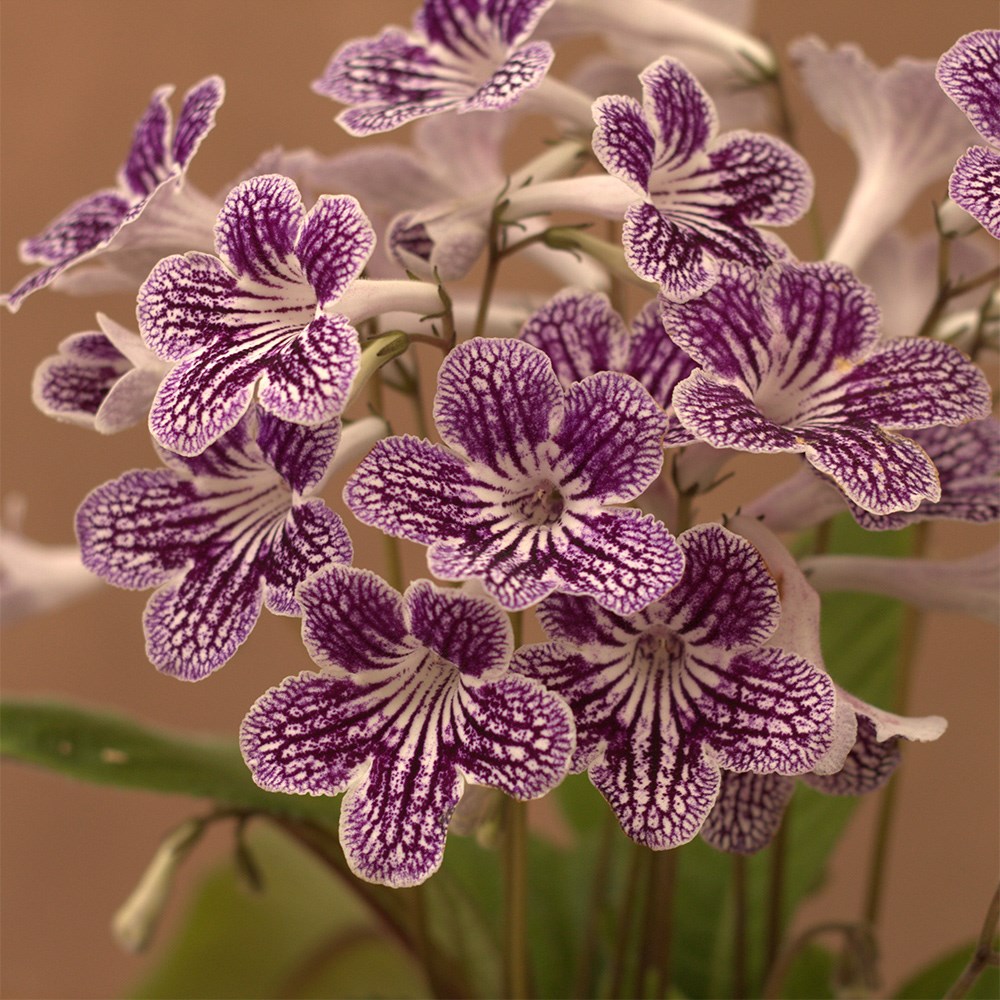 <i>Streptocarpus</i> 'Polka-Dot Purple' & ceramic pot cover