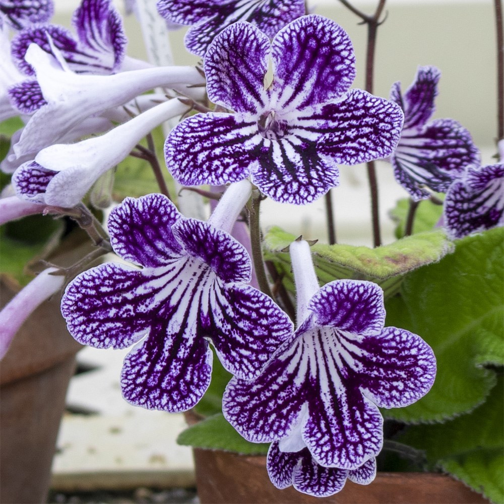 <i>Streptocarpus</i> 'Polka-Dot Purple' & ceramic pot cover