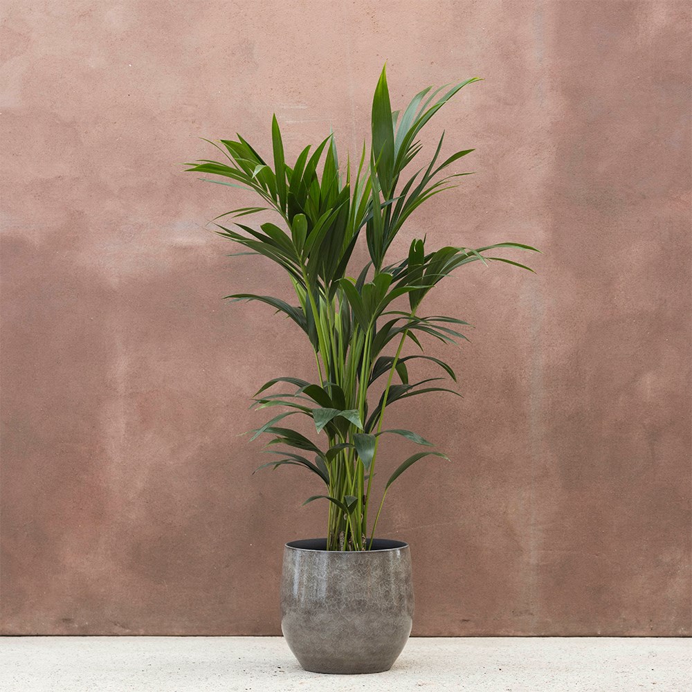 Howea forsteriana | Houseplant