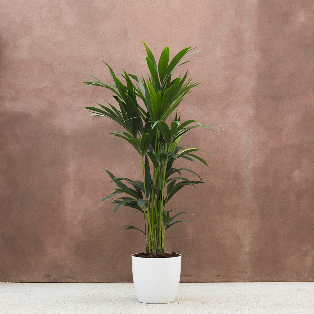 Howea forsteriana | Houseplant