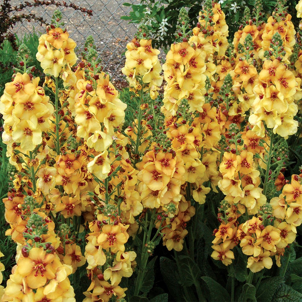 <i>Verbascum</i> 'Honey Dijon'