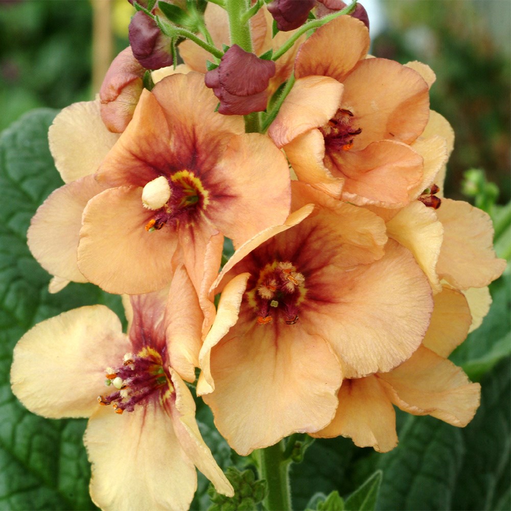 <i>Verbascum</i> 'Honey Dijon'
