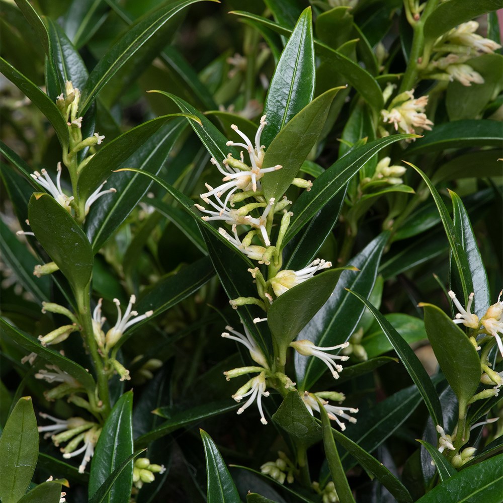 <i>Sarcococca ruscifolia</i> var. <i>chinensis</i> 'Dragon Gate'