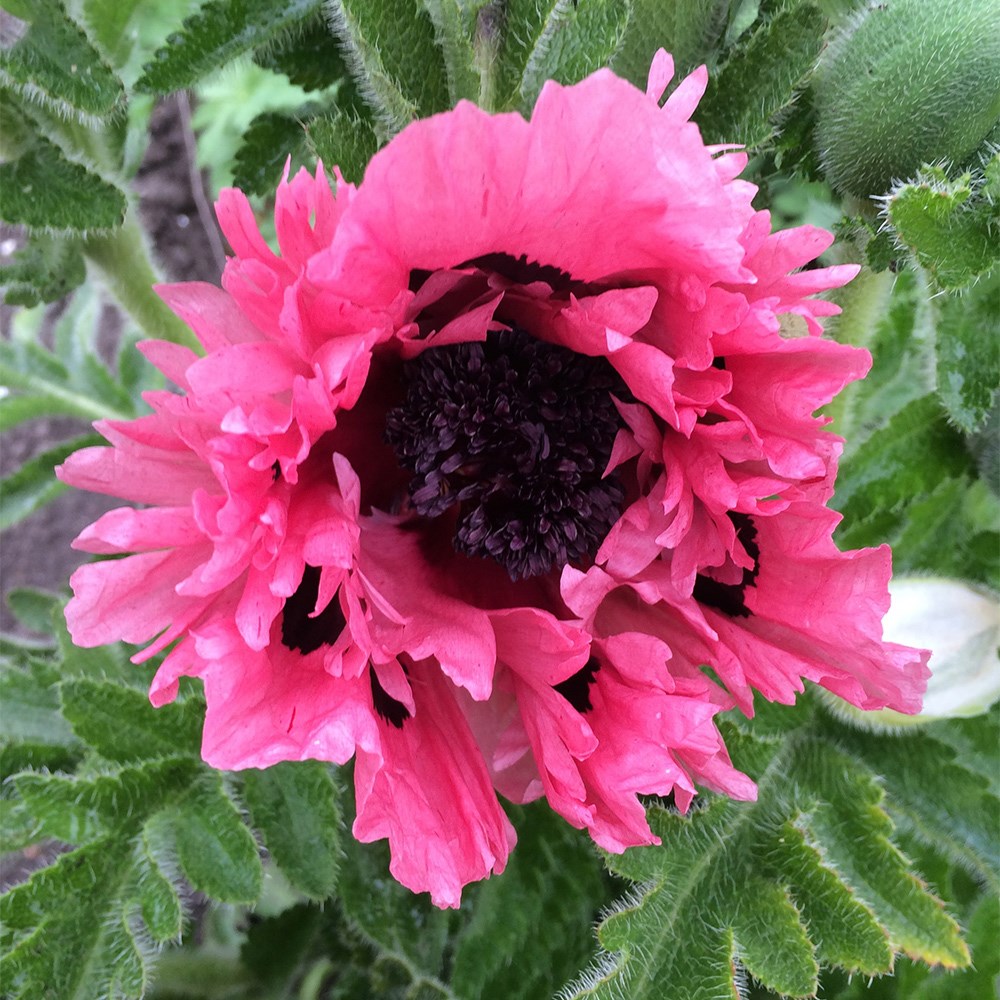 <i>Papaver</i> (Oriental Group) 'Pink Perfection'