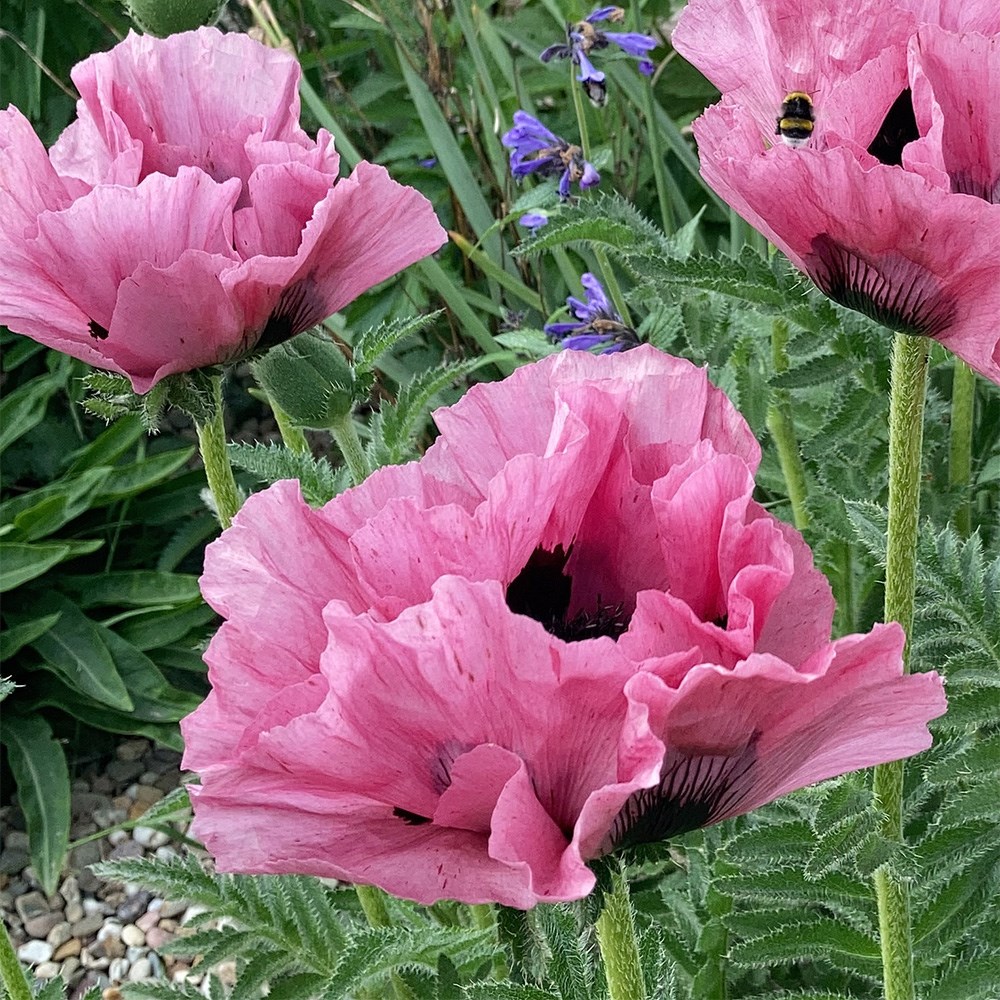 <i>Papaver</i> (Oriental Group) 'Pink Perfection'