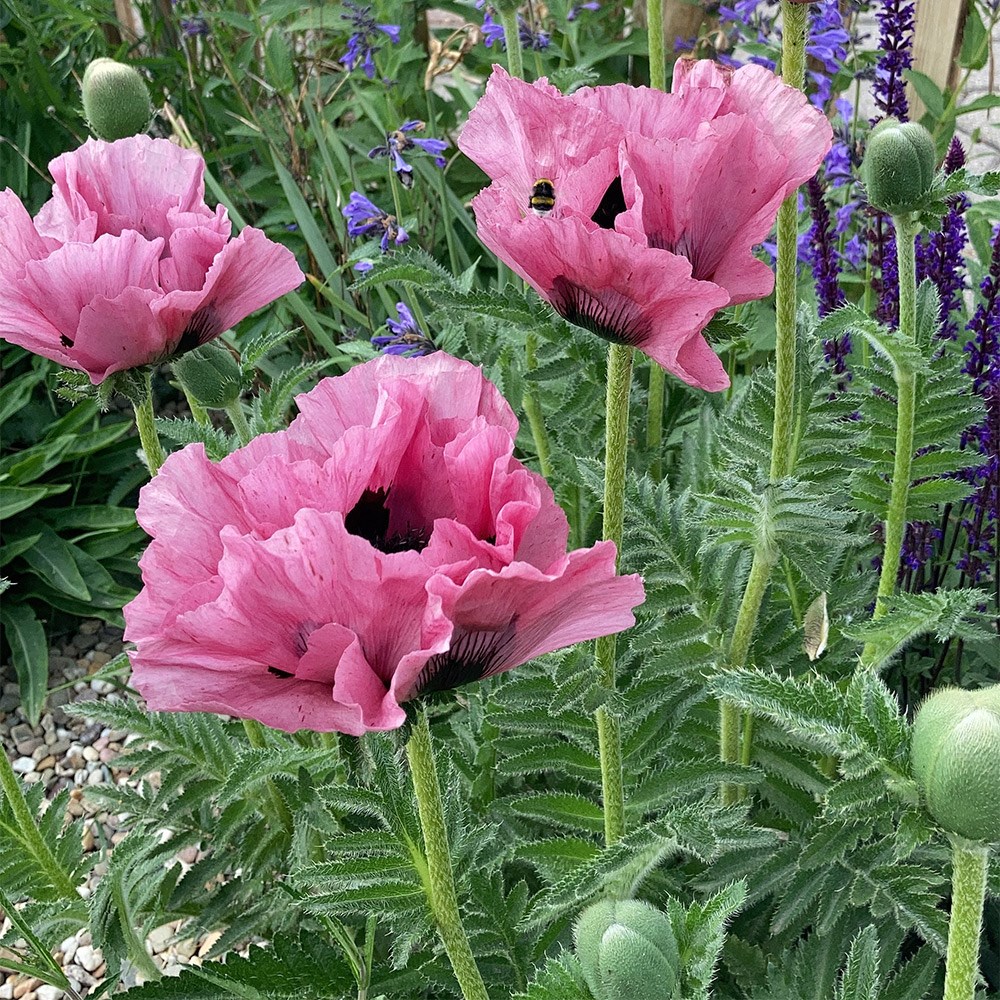<i>Papaver</i> (Oriental Group) 'Pink Perfection'