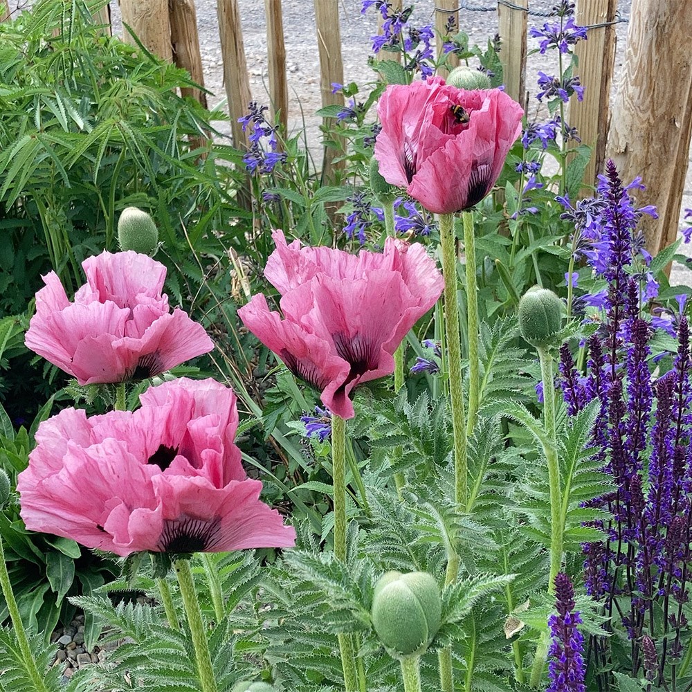 <i>Papaver</i> (Oriental Group) 'Pink Perfection'