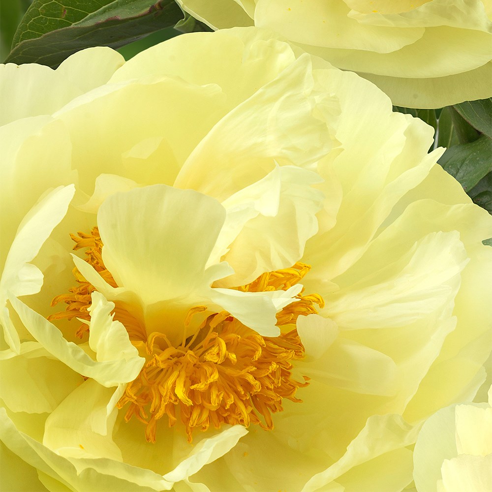 <i>Paeonia</i> 'Lemon Chiffon'