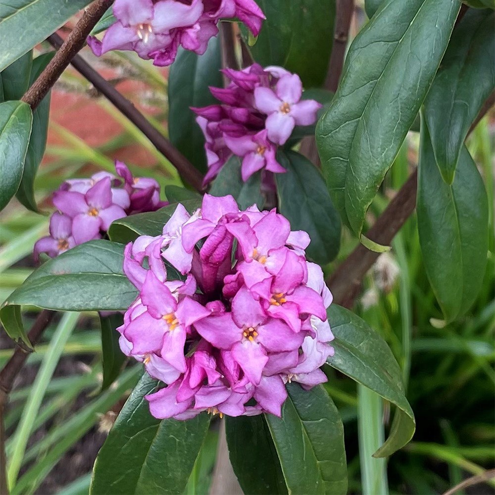 <i>Daphne bholua</i> 'Mary Rose'