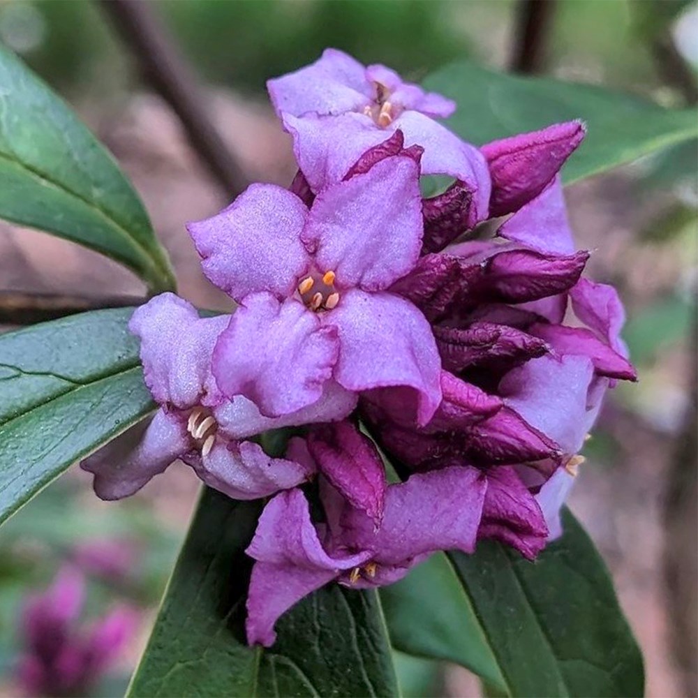 <i>Daphne bholua</i> 'Mary Rose'