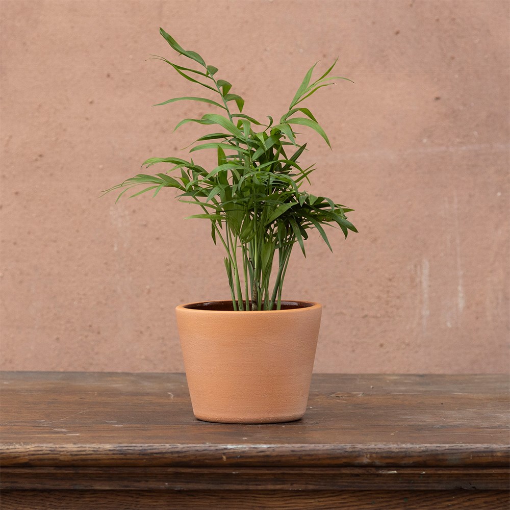 <i>Chamaedorea elegans</i> 