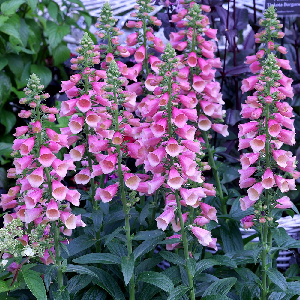<i>Digitalis</i> × <i>fulva</i> <b class=small-caps>Arctic Fox Rose</b> ('Balroxose') (PBR)