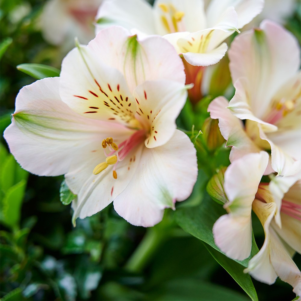 <i>Alstroemeria</i> <b class=small-caps>Beach Valley </b> (Summer Paradise - Valley Series)