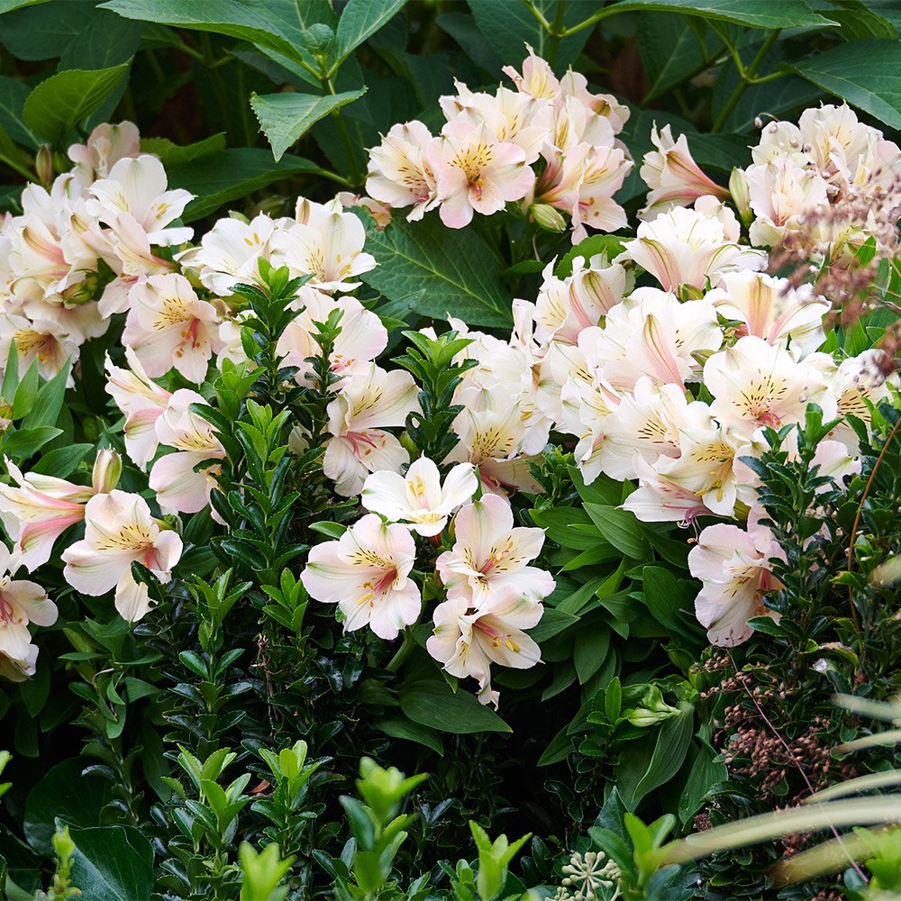 <i>Alstroemeria</i> <b class=small-caps>Beach Valley </b> (Summer Paradise - Valley Series)