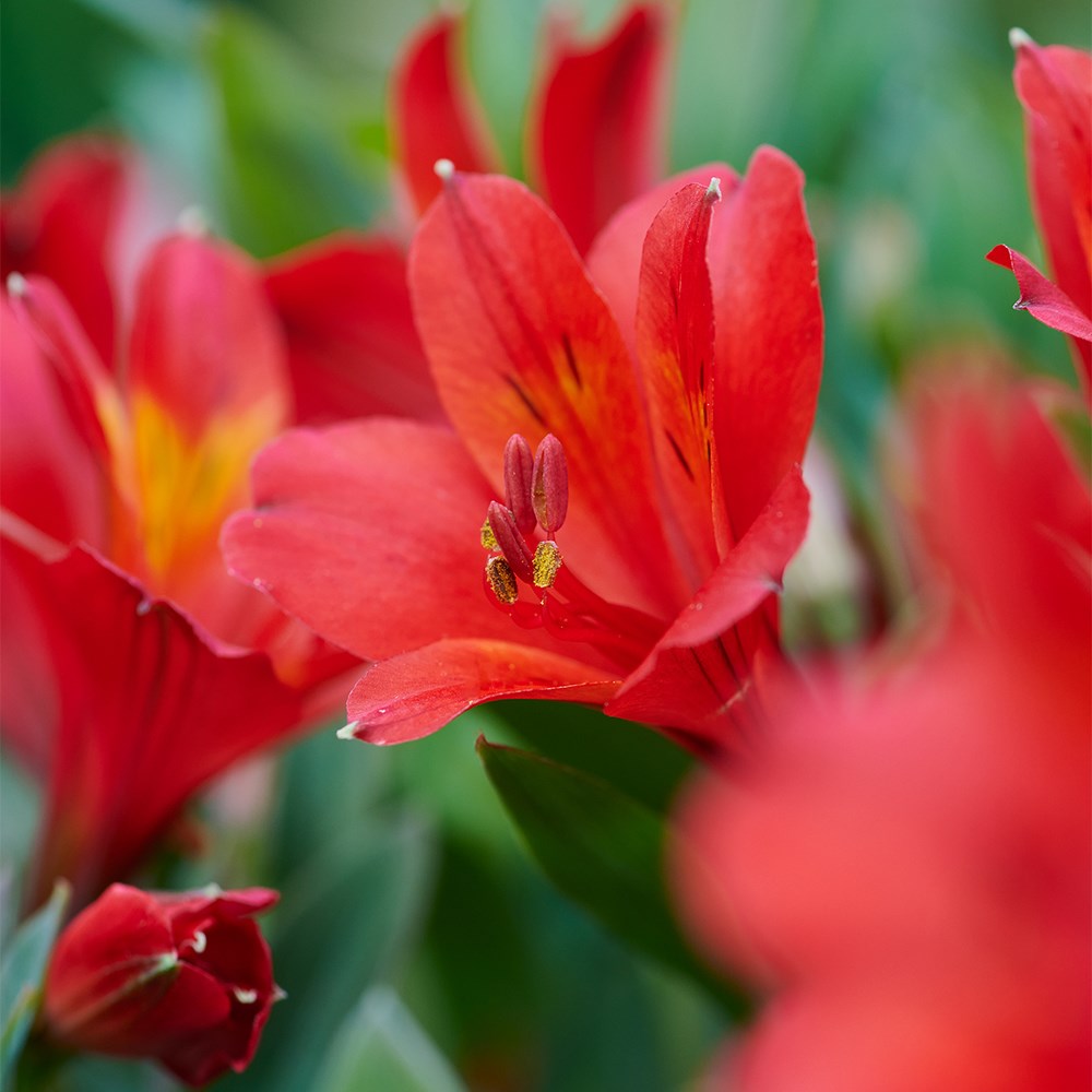 <i>Alstroemeria</i> <b class=small-caps>Valley Wild</b> ('Tesvalwild') (Summer Paradise - Valley Series)