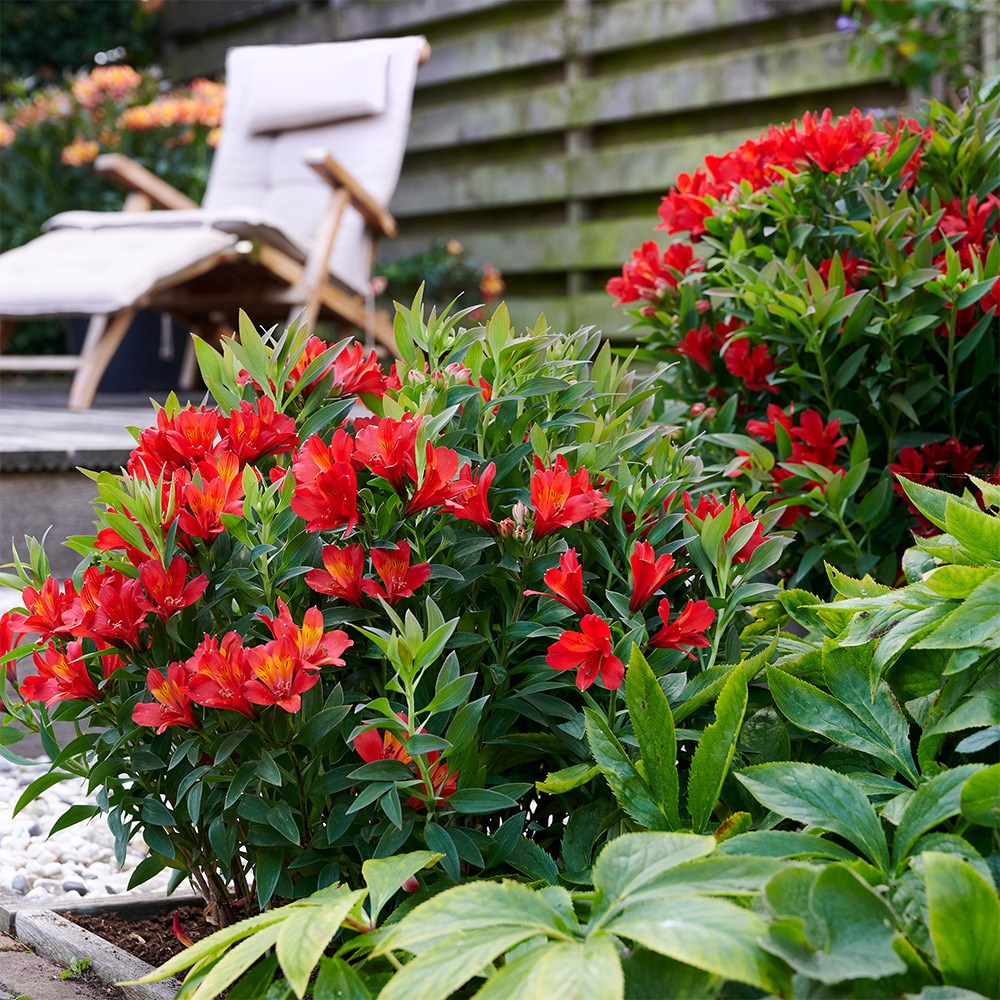 <i>Alstroemeria</i> <b class=small-caps>Valley Wild</b> ('Tesvalwild') (Summer Paradise - Valley Series)