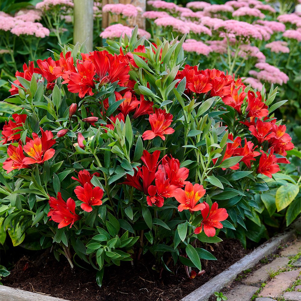 <i>Alstroemeria</i> <b class=small-caps>Valley Wild</b> ('Tesvalwild') (Summer Paradise - Valley Series)