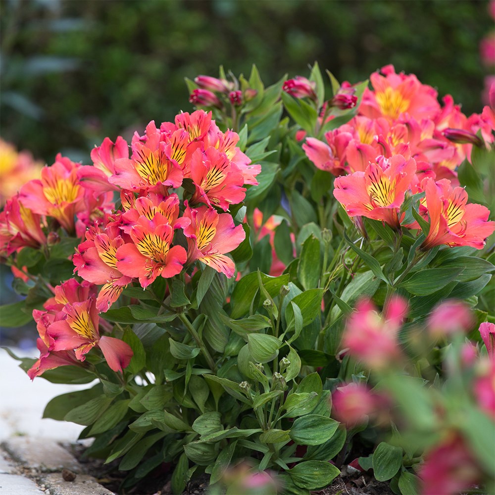 <i>Alstroemeria</i> <b class=small-caps>Valley Girl</b> ('Tesvalgirl') (Summer Paradise - Valley Series)