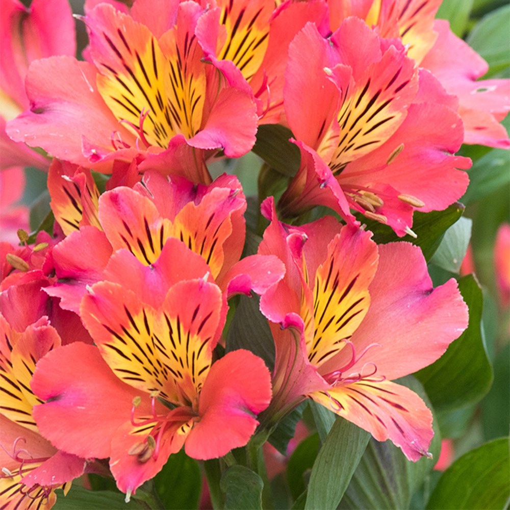 <i>Alstroemeria</i> <b class=small-caps>Valley Girl</b> ('Tesvalgirl') (Summer Paradise - Valley Series)