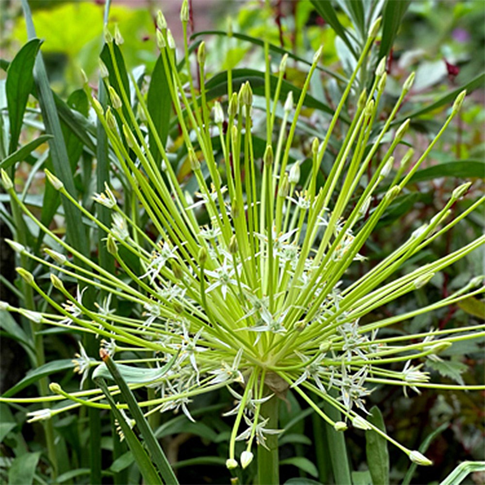 <i>Allium schubertii</i> 'Arctic Snow'