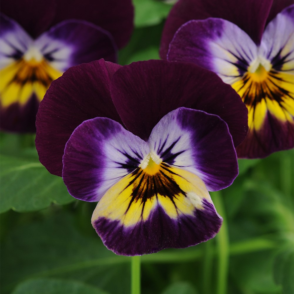 <i>Viola</i> <b>Sorbet F1 Midnight Glow</b> (Sorbet Series)