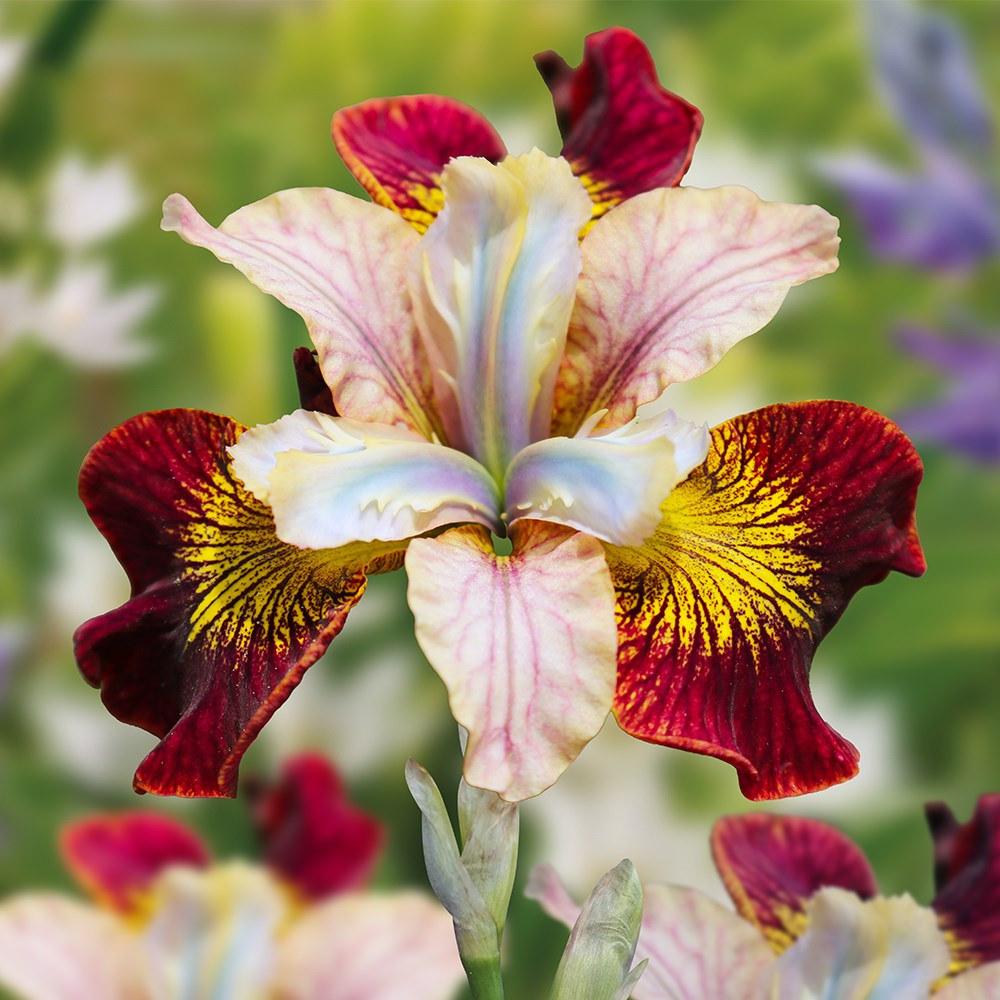 <i>Iris</i> 'Laughing Beauty'