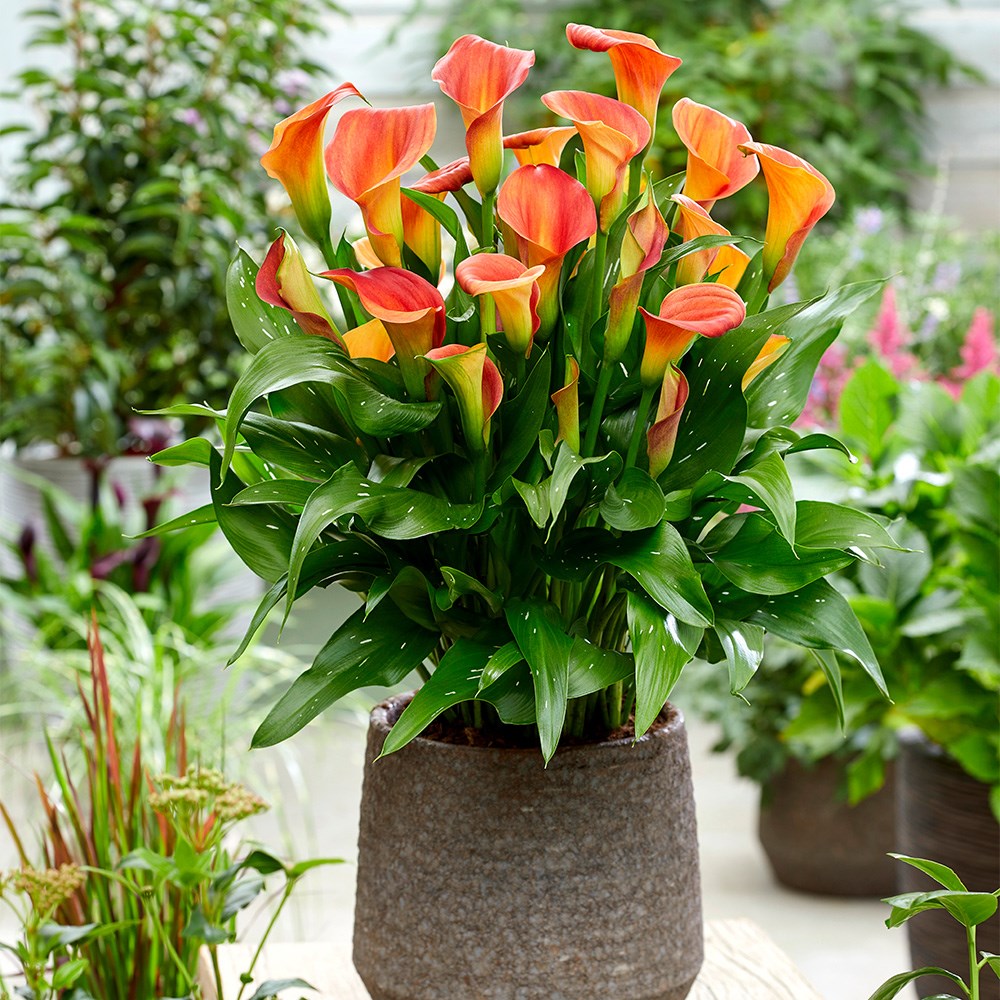 <i>Zantedeschia</i> 'Sunset Passion'