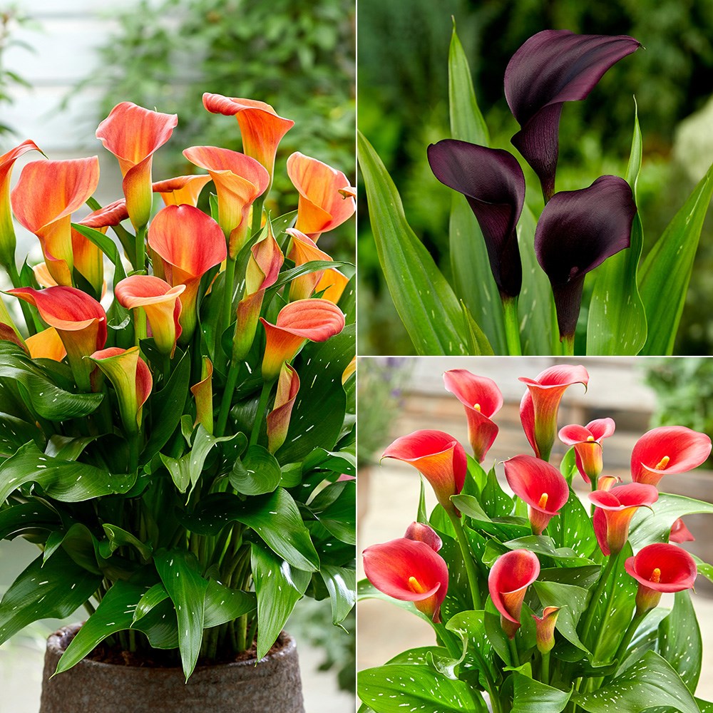 Sunset Zantedeschia collection