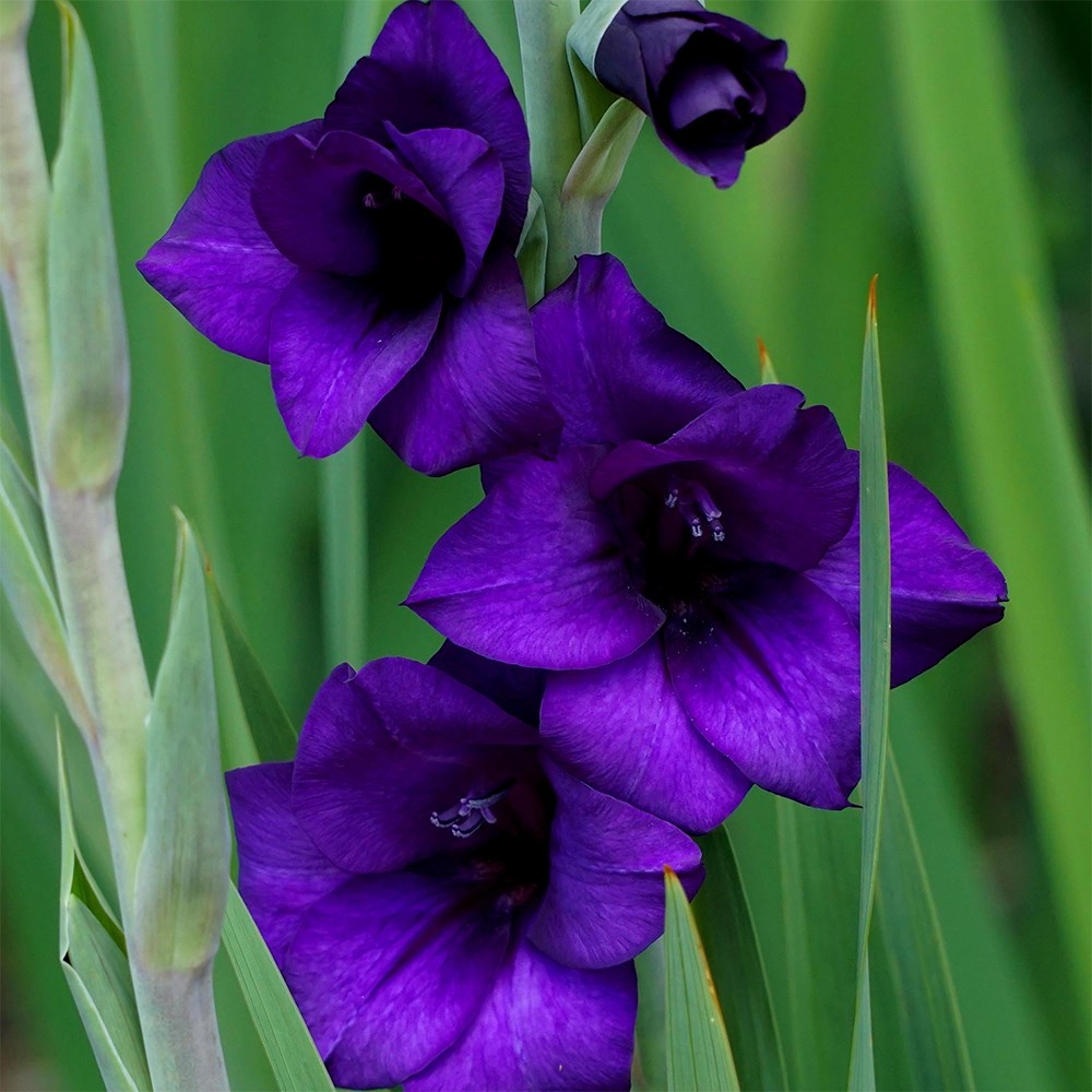<i>Gladiolus</i> 'Purple Flora'