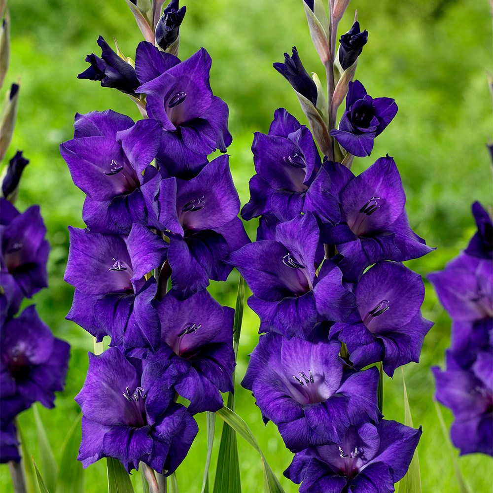 <i>Gladiolus</i> 'Purple Flora'