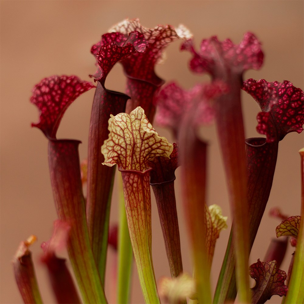 <i>Sarracenia</i> 'Judith Hindle'