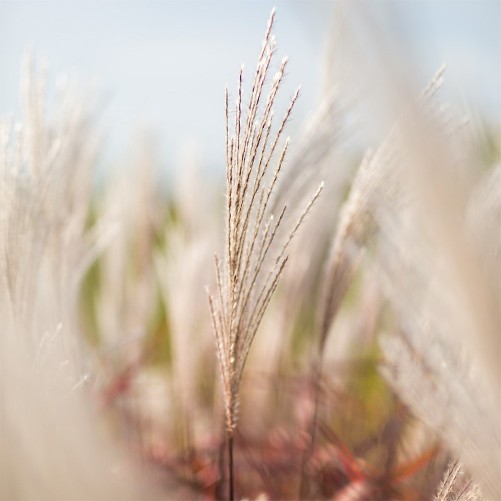 <i>Miscanthus sinensis</i> 'Lady in Red'