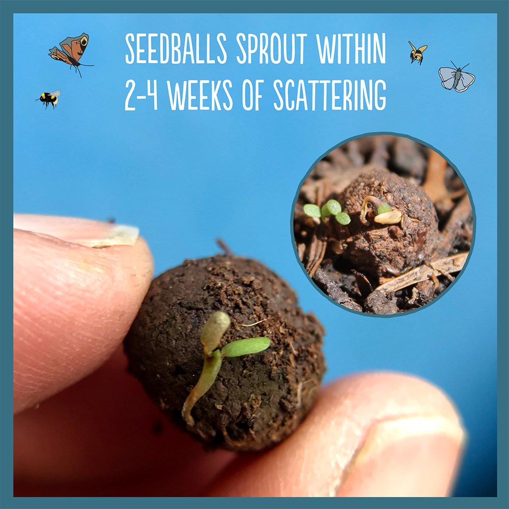 Seedballs chives