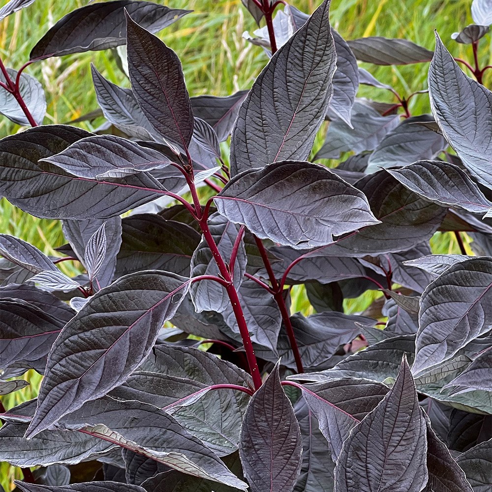 <i>Cornus alba</i> <b class=small-caps>Nightfall</b> ('Verpaalen3') (PBR)