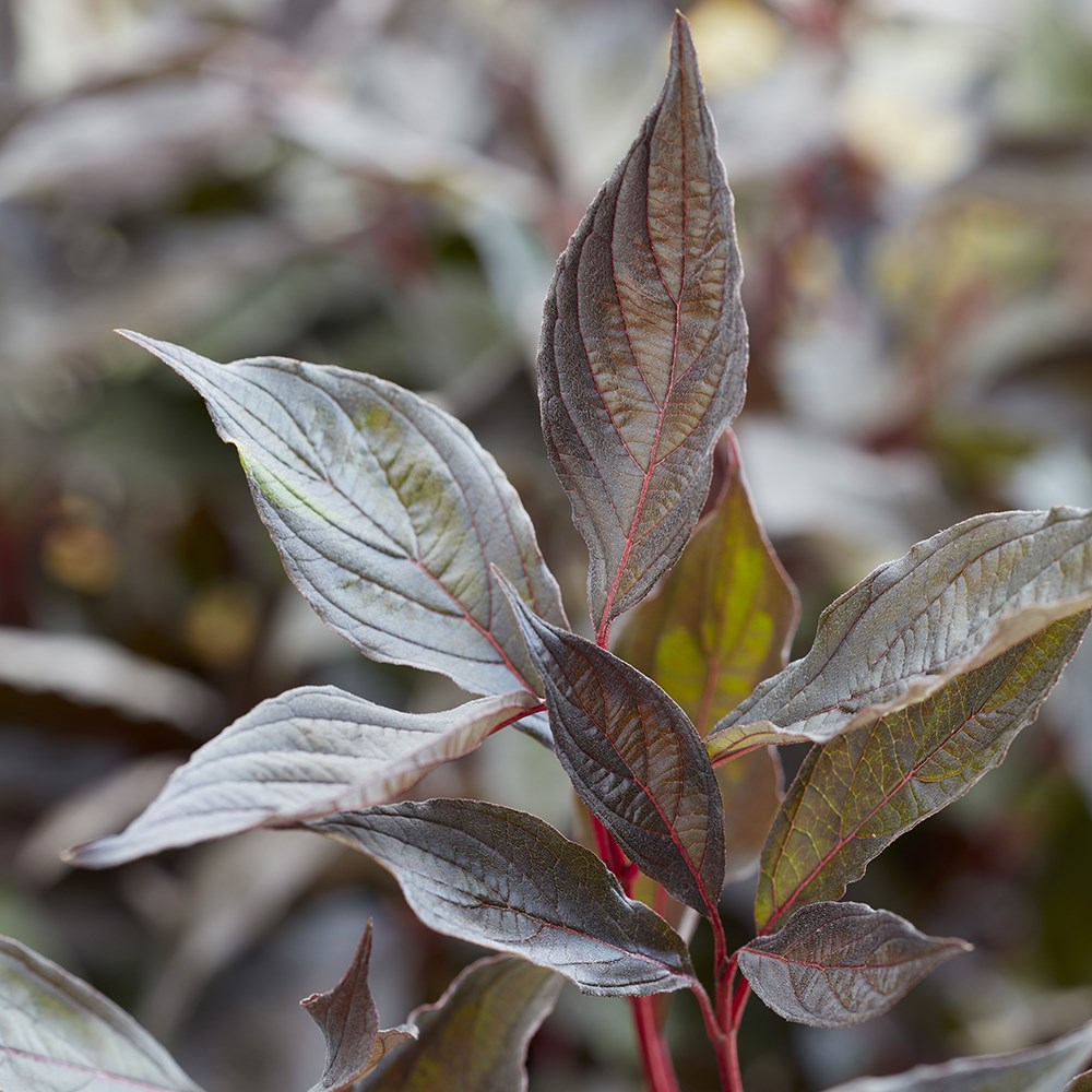 <i>Cornus alba</i> <b class=small-caps>Nightfall</b> ('Verpaalen3') (PBR)