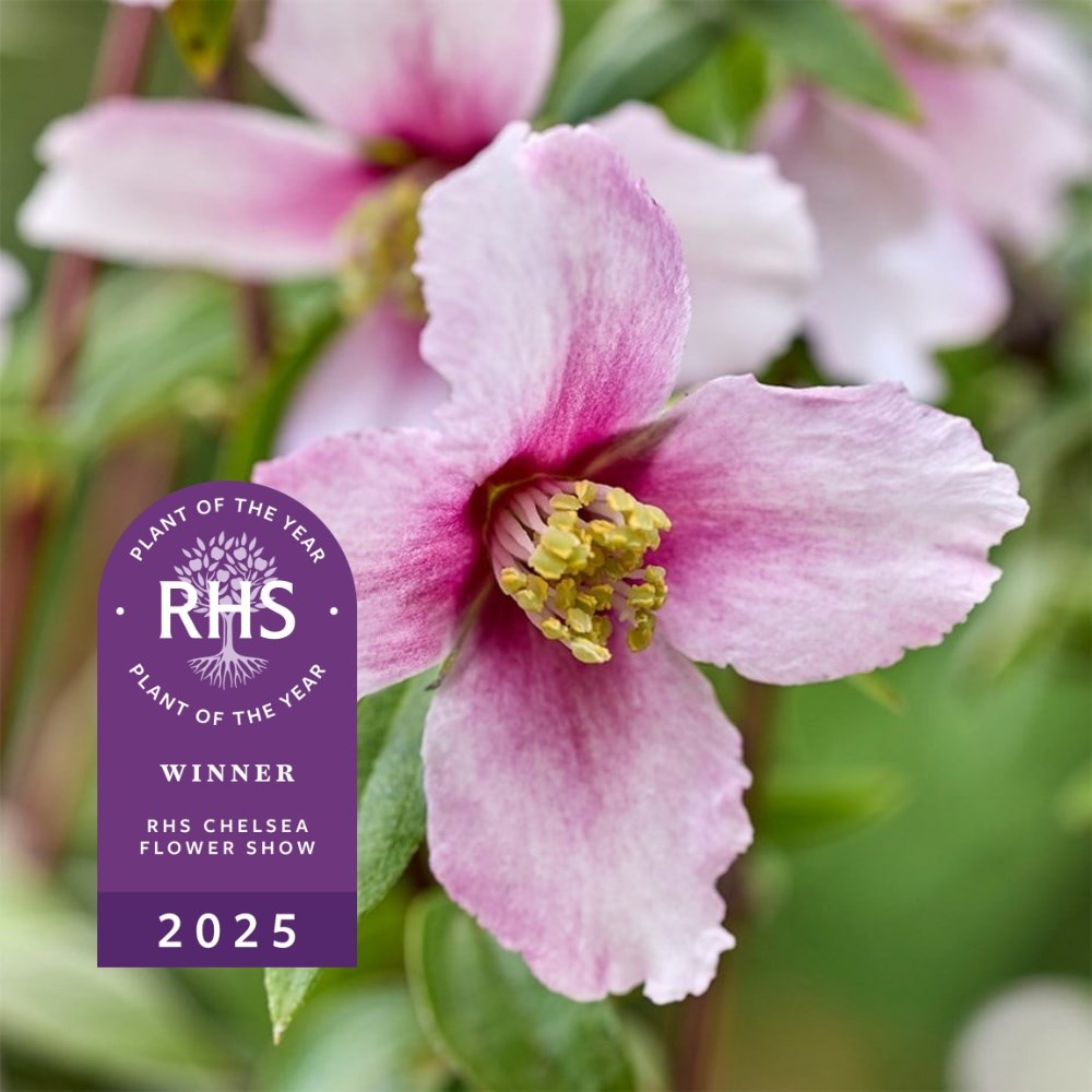 <i>Philadelphus</i> <b class=small-caps>Petite Perfume Pink</b> ('P1') (PBR)
