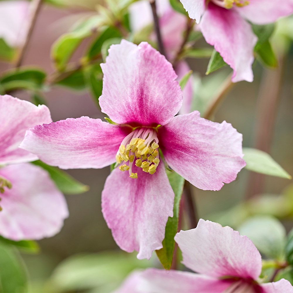<i>Philadelphus</i> <b class=small-caps>Petite Perfume Pink</b> ('P1') (PBR)
