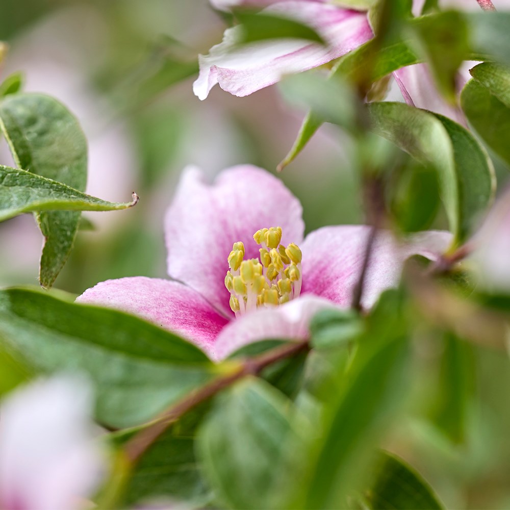 <i>Philadelphus</i> <b class=small-caps>Petite Perfume Pink</b> ('P1') (PBR)