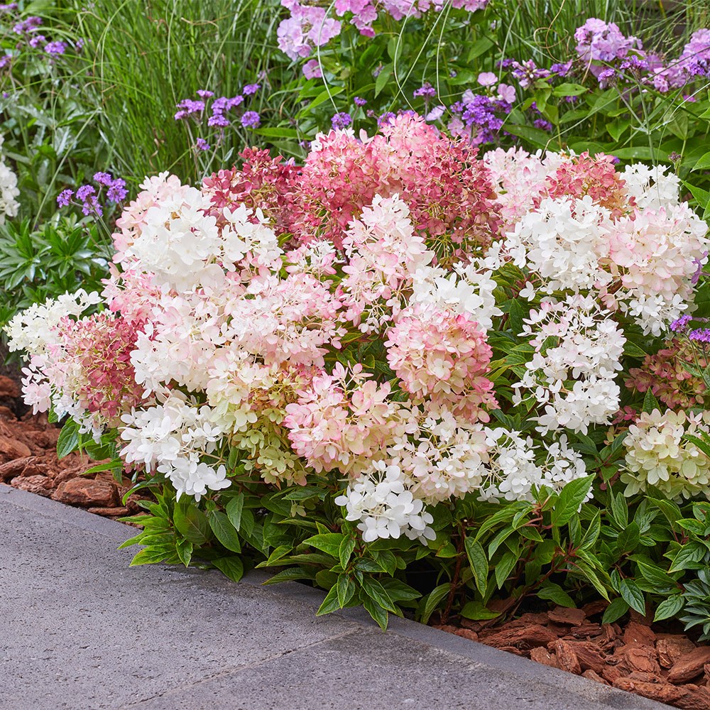 <i>Hydrangea paniculata</i> <b class=small-caps>Groundbreaker Blush</b> ('Lc no21') (PBR)